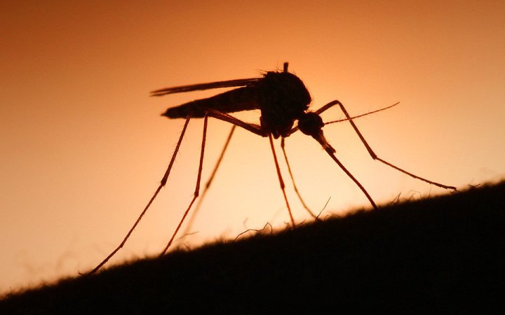 Хвороби, що передаються через укуси комарів, поширюються в Європі. Є і в Криму