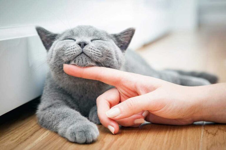 Терапія муркотінням: як кішки допомагають заспокоїтись