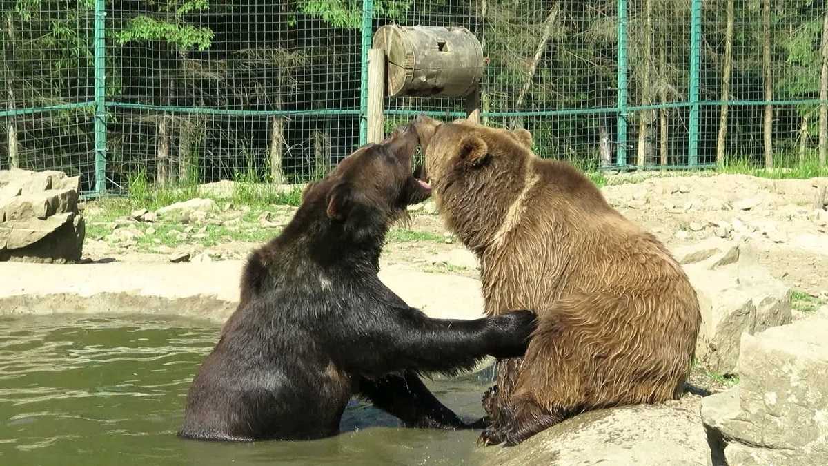 Закарпаття тури